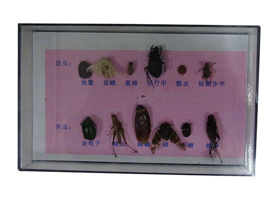 昆蟲(chóng)標(biāo)本.jpg